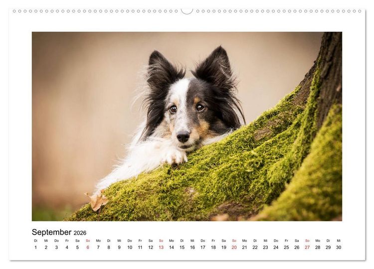Produktbild: Herzensshelties - Shetland Sheepdogs (hochwertiger Premium Wandkalender 2026 DIN A2 quer), Kunstdruck in Hochglanz