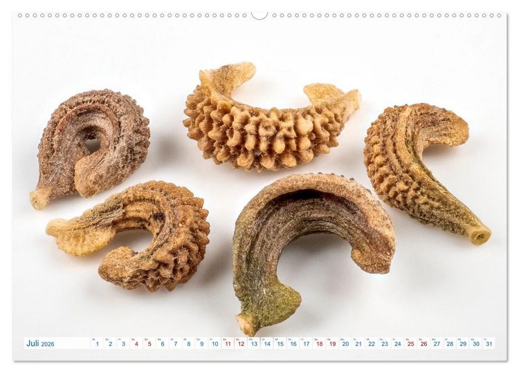 Produktbild: Wundersch&ouml;ne Kleinigkeiten (Wandkalender 2026 DIN A2 quer), CALVENDO Monatskalender