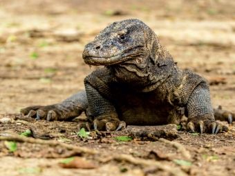 Produktbild: CALVENDO Puzzle Komodowaran - Varanus komodoensis - in Indonesien | 1000 Teile Lege-Gr&ouml;&szlig;e 64x48cm Foto-Puzzle f&uuml;r gl&uuml;ckliche Stunden