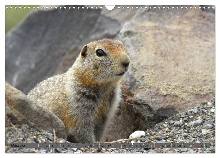 Produktbild: Wildtiere Nordamerikas (Wandkalender 2026 DIN A3 quer), CALVENDO Monatskalender