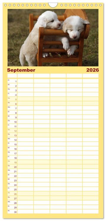 Produktbild: Familienplaner 2026 - Border Collie Welpen mit 5 Spalten (Wandkalender, 21 x 45 cm) CALVENDO