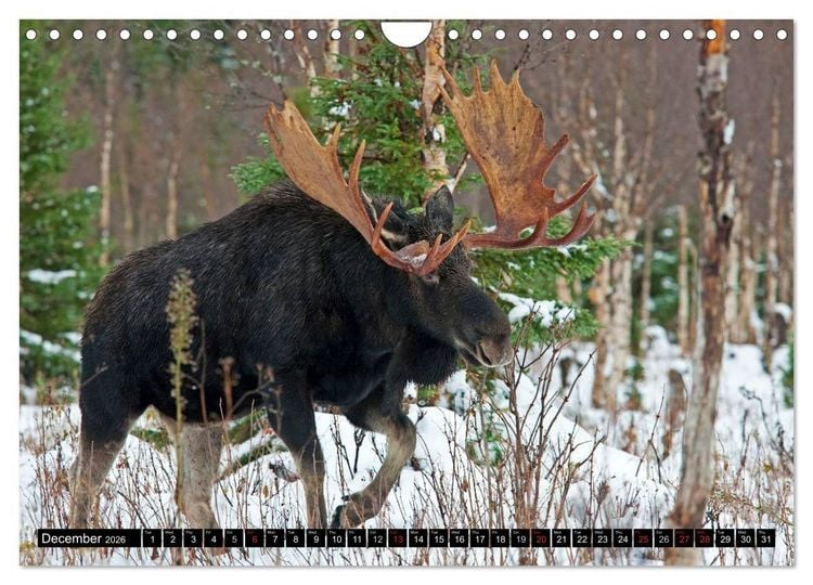 Produktbild: MOOSE Of The Northern Woods (Wall Calendar 2026 DIN A4 landscape), CALVENDO 12 Month Wall Calendar