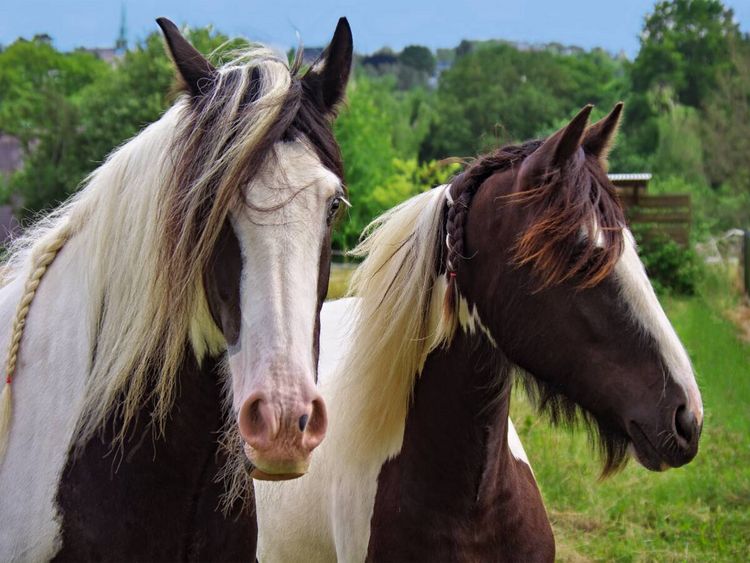 Produktbild: CALVENDO Puzzle Zwei Pferde | 1000 Teile Lege-Gr&ouml;&szlig;e 64x48cm Foto-Puzzle f&uuml;r gl&uuml;ckliche Stunden