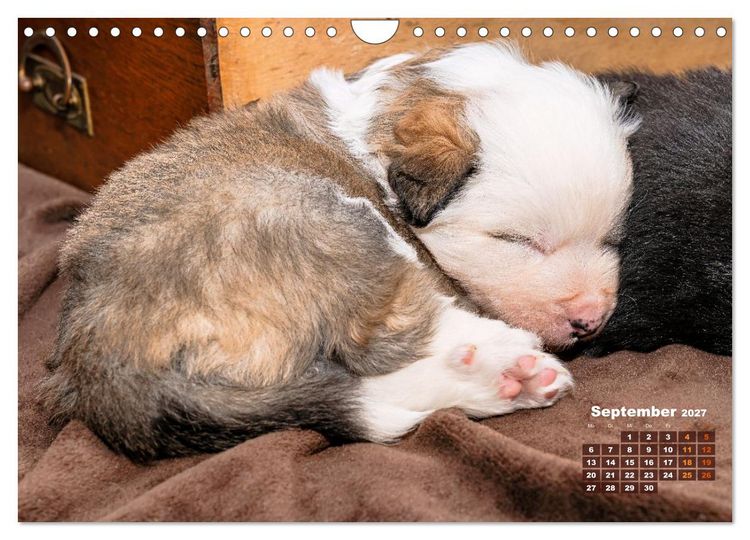 Produktbild: Willkommen auf dieser Welt ihr kleinen Islandhunde (Wandkalender 2027 DIN A4 quer), CALVENDO Monatskalender