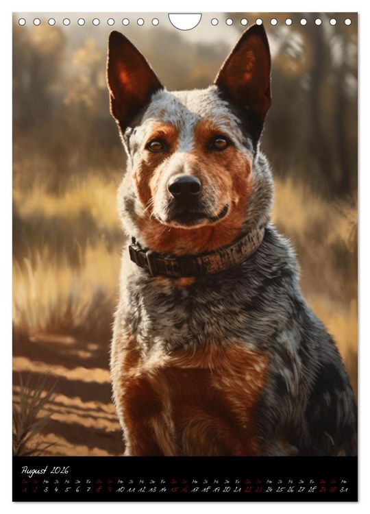 Produktbild: Australian Cattle Dogs (Wandkalender 2026 DIN A4 hoch), CALVENDO Monatskalender