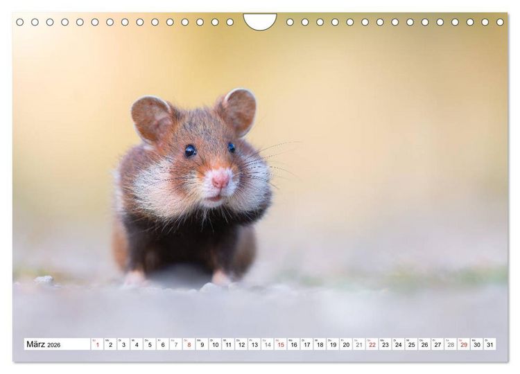 Produktbild: Herzige Feldhamster - farbenfrohe Nagetiere im st&auml;dtischen Lebensraum (Wandkalender 2026 DIN A4 quer), CALVENDO Monatskalender