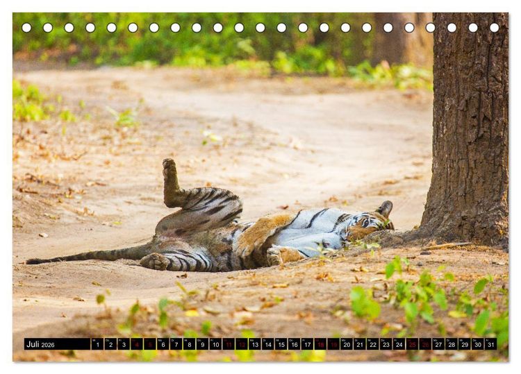 Produktbild: Indien - Im Reich des Tigers (Tischkalender 2026 DIN A5 quer), CALVENDO Monatskalender