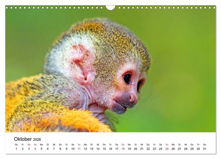 Produktbild: Totenkopfaffen (Wandkalender 2026 DIN A3 quer), CALVENDO Monatskalender