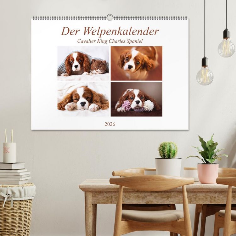 Produktbild: Der Welpenkalender - Cavalier King Charles Spaniel (Wandkalender 2026 DIN A2 quer), CALVENDO Monatskalender
