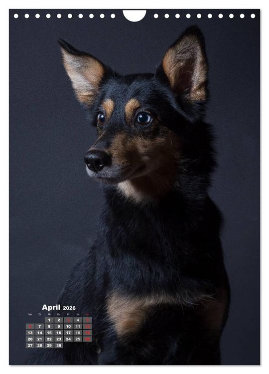 Produktbild: Treue Wegbegleiter, Hunde im Portrait. (Wandkalender 2026 DIN A4 hoch), CALVENDO Monatskalender