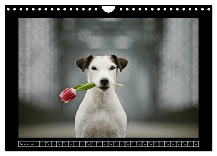 Produktbild: Parson Russell Terrier (Wandkalender 2026 DIN A4 quer), CALVENDO Monatskalender