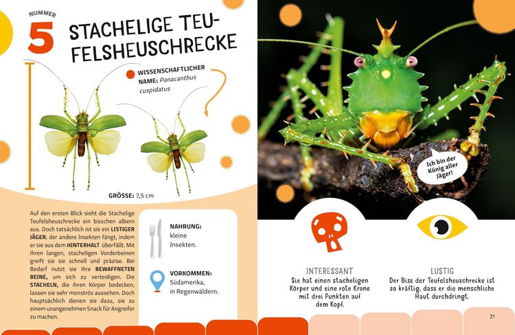 Produktbild: Top Ten die seltsamsten Insekten