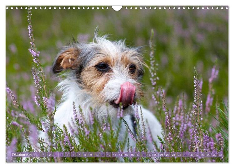 Produktbild: Faszination Terrier (Wandkalender 2026 DIN A3 quer), CALVENDO Monatskalender