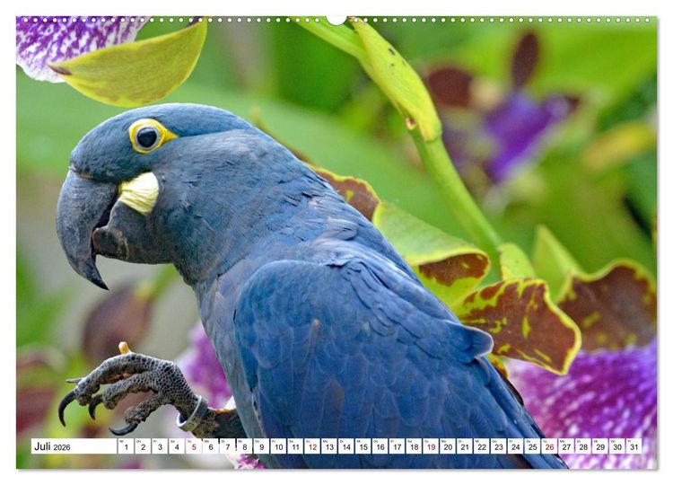 Produktbild: Aras - die fliegenden Edelsteine Mittel- und S&uuml;damerikas (Wandkalender 2026 DIN A2 quer), CALVENDO Monatskalender