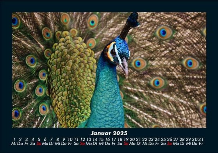 Produktbild: Welt der V&ouml;gel 2025 Fotokalender DIN A5