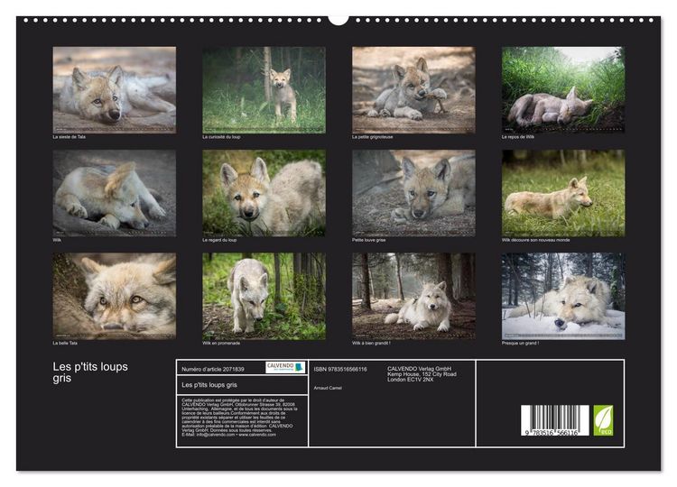 Produktbild: Les p'tits loups gris (Calendrier mural 2026 DIN A2 vertical) calendrier de bureau