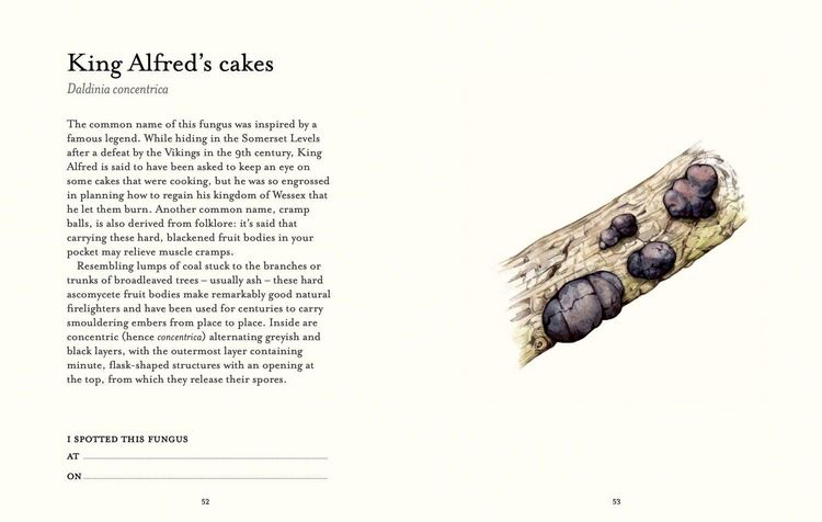 Produktbild: The Fungi Spotter's Guide
