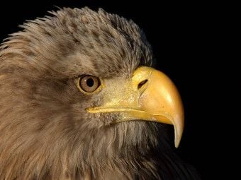 Produktbild: CALVENDO Puzzle Greifv&ouml;gel - Seeadler | 1000 Teile Lege-Gr&ouml;&szlig;e 64x48cm Foto-Puzzle f&uuml;r gl&uuml;ckliche Stunden