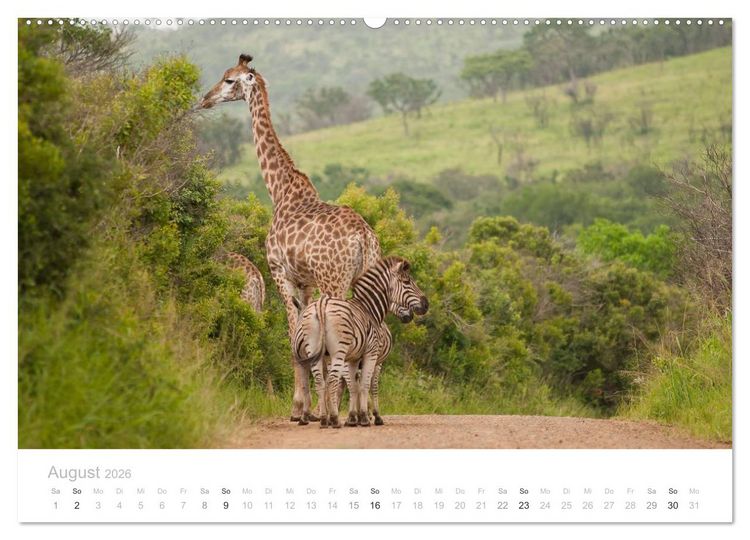 Produktbild: Tierische Gl&uuml;cksmomente mit Weisheiten (Wandkalender 2026 DIN A2 quer), CALVENDO Monatskalender