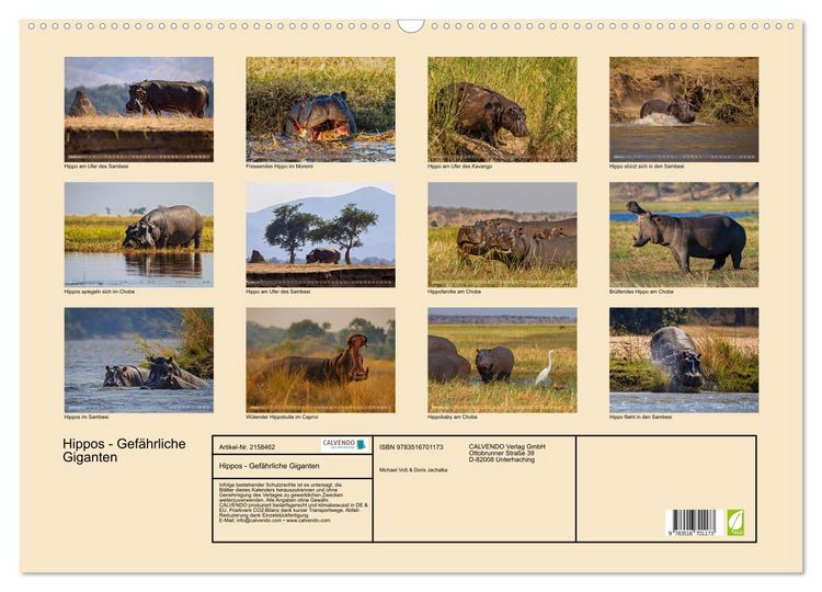 Produktbild: Hippos - Gef&auml;hrliche Giganten (Wandkalender 2026 DIN A2 quer), CALVENDO Monatskalender