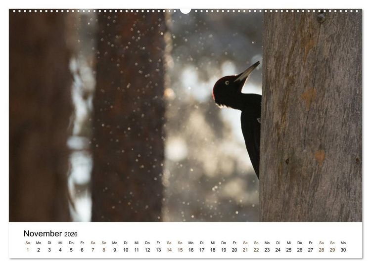 Produktbild: Finnland: eine tierische Entdeckungsreise (Wandkalender 2026 DIN A2 quer), CALVENDO Monatskalender
