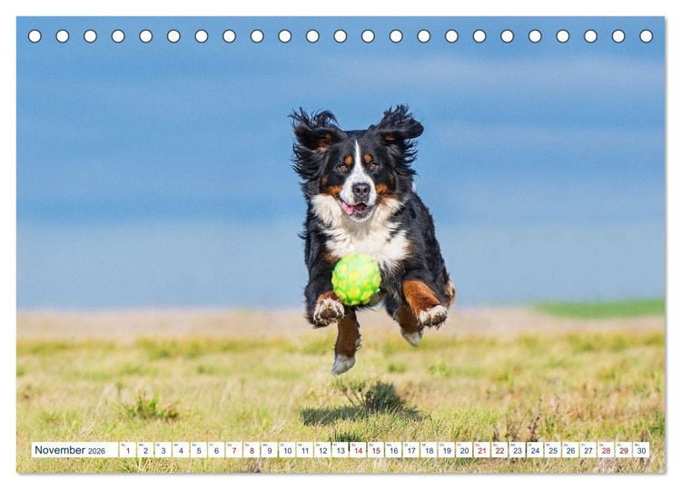Produktbild: Berner Sennenhund - Ein Traum auf vier Pfoten (Tischkalender 2026 DIN A5 quer), CALVENDO Monatskalender