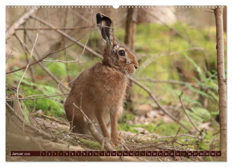 Produktbild: Zauberhafte Wesen - Reineke Fuchs und Meister Lampe (Wandkalender 2026 DIN A2 quer), CALVENDO Monatskalender