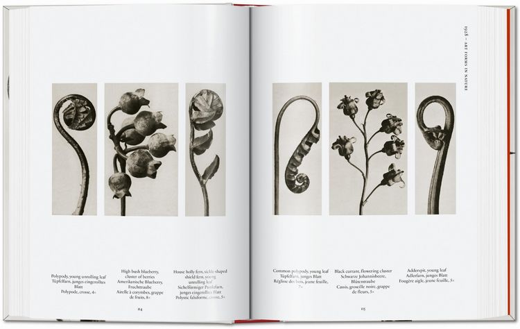 Produktbild: Karl Blossfeldt