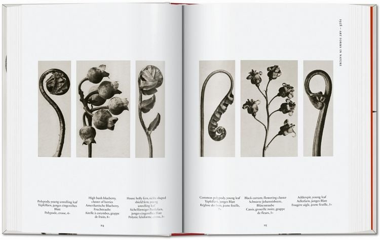 Produktbild: Karl Blossfeldt. The Complete Published Work. 45th Ed.