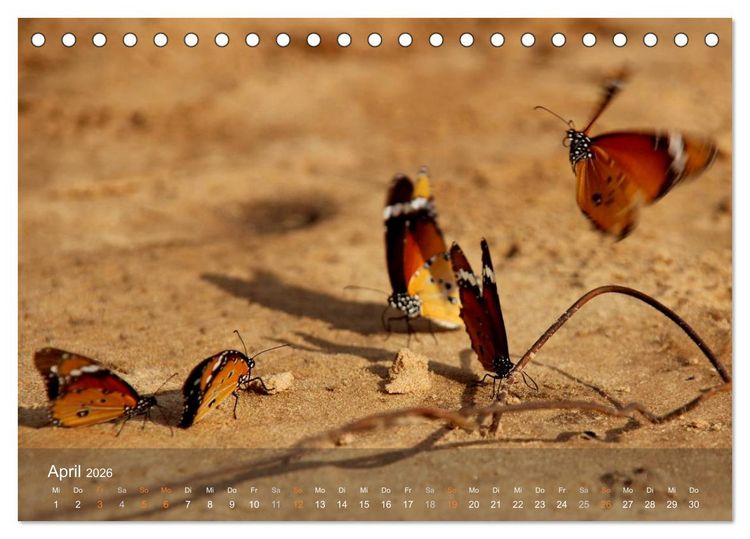 Produktbild: Botswana Wildlife (Tischkalender 2026 DIN A5 quer), CALVENDO Monatskalender