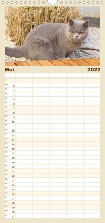 Produktbild: Familienplaner B&auml;rige Schmusetiger - Britisch Kurzhaar Katzen (Wandkalender 2022 , 21 cm x 45 cm, hoch)