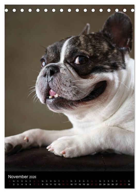Produktbild: Bullys mit Charme - Franz&ouml;sische Bulldoggen im Portrait (Tischkalender 2026 DIN A5 hoch), CALVENDO Monatskalender
