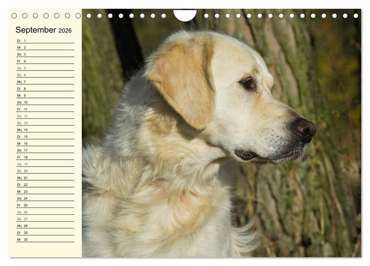 Produktbild: Das Gl&uuml;ck hat einen Namen - Golden Retriever (Wandkalender 2026 DIN A4 quer), CALVENDO Monatskalender