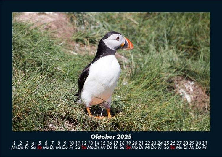 Produktbild: Welt der V&ouml;gel 2025 Fotokalender DIN A5
