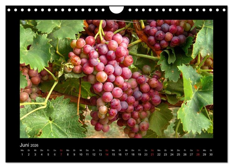 Produktbild: Wein - Reben, Wingerte und historische Weinkeller (Wandkalender 2026 DIN A4 quer), CALVENDO Monatskalender