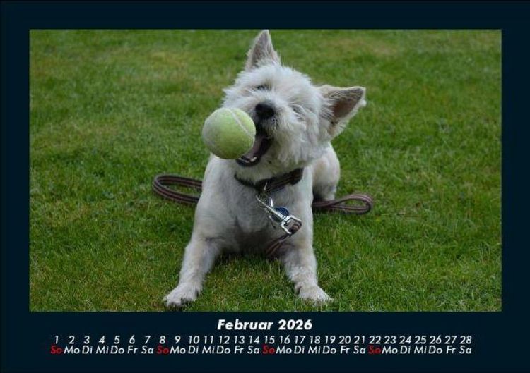 Produktbild: Hundezauber 2026 Fotokalender DIN A5