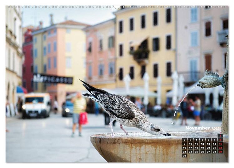 Produktbild: Wie ein Vogel in Rovinj! (hochwertiger Premium Wandkalender 2026 DIN A2 quer), Kunstdruck in Hochglanz
