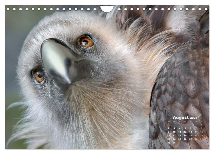 Produktbild: GEIERPORTR&Auml;TS (Wandkalender 2027 DIN A4 quer), CALVENDO Monatskalender
