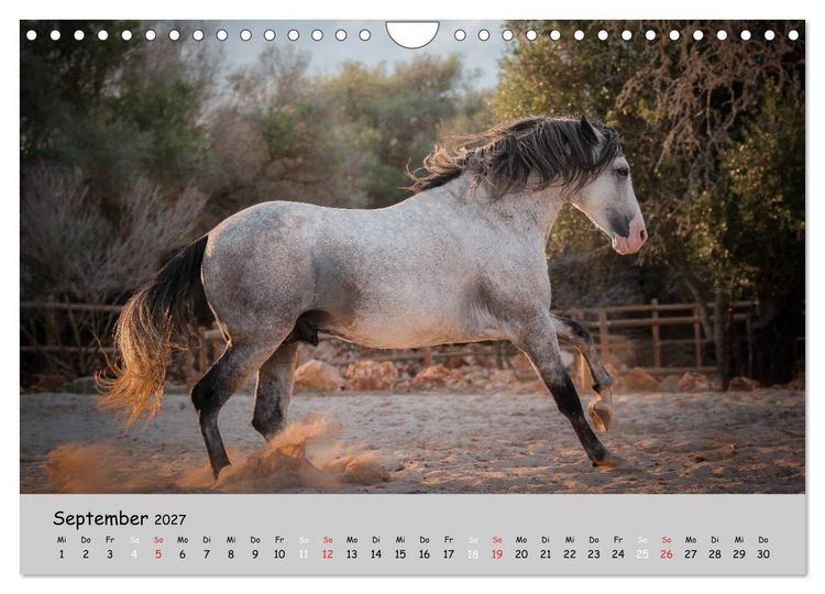 Produktbild: Pferde - Anmut und St&auml;rke gepaart mit Magie (Wandkalender 2027 DIN A4 quer), CALVENDO Monatskalender