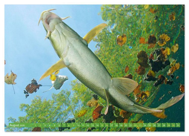 Produktbild: Forelle, Hecht und St&ouml;r: Fische in europ&auml;ischen Gew&auml;ssern (Tischkalender 2026 DIN A5 quer), CALVENDO Monatskalender