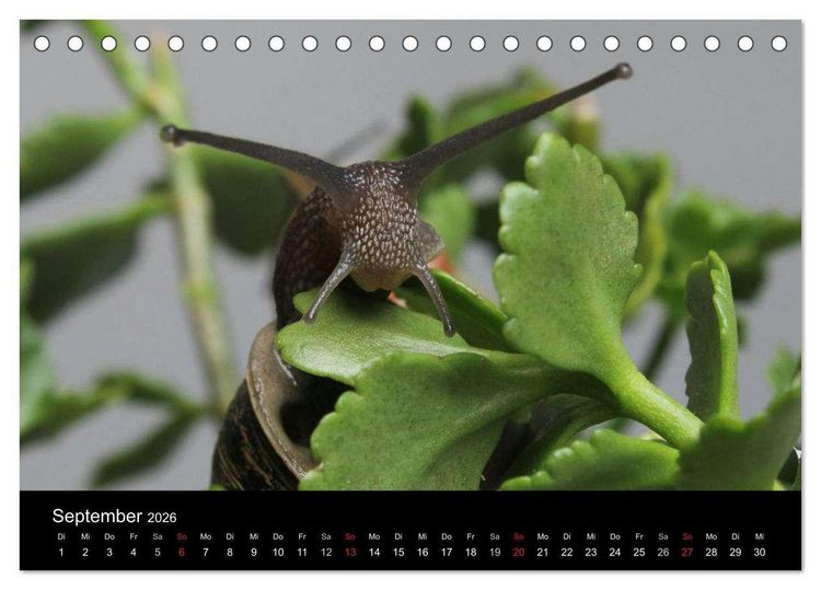 Produktbild: Lautlose Begleiter - Schnecken (Tischkalender 2026 DIN A5 quer), CALVENDO Monatskalender
