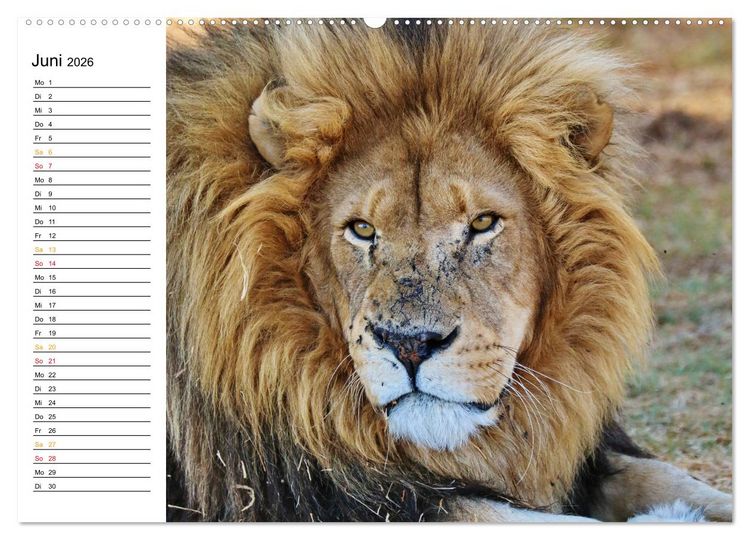 Produktbild: LION KING SELFIES L&ouml;wen hautnah (Wandkalender 2026 DIN A2 quer), CALVENDO Monatskalender