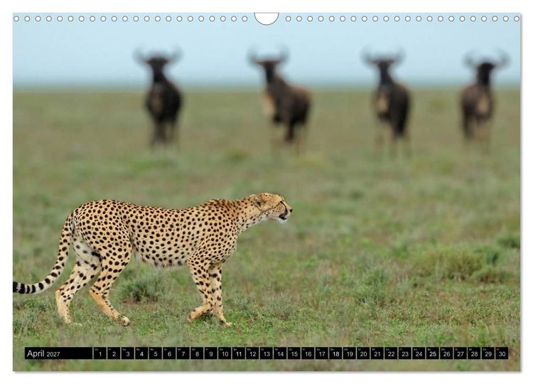 Produktbild: Magie des Augenblicks: Geparde - verschmuste Raubkatzen (Wandkalender 2027 DIN A3 quer), CALVENDO Monatskalender