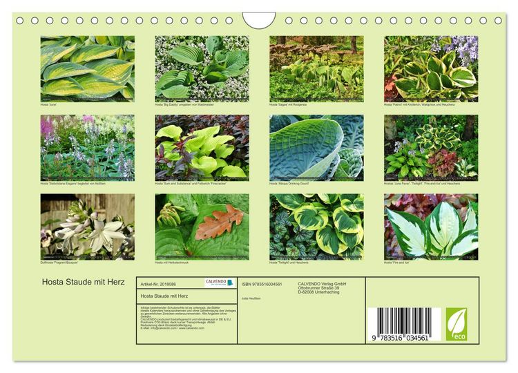 Produktbild: Hosta Staude mit Herz (Wandkalender 2026 DIN A4 quer), CALVENDO Monatskalender