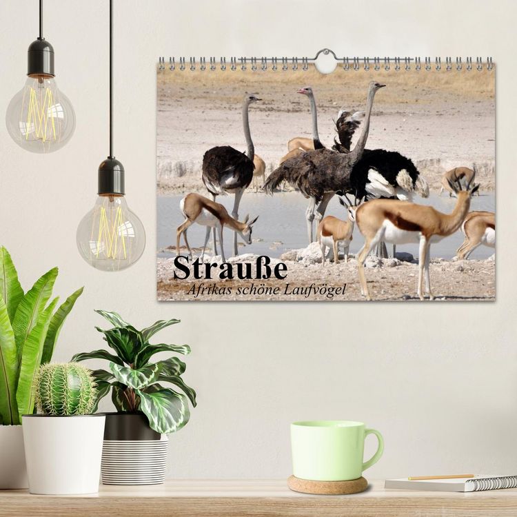 Produktbild: Strau&szlig;e. Afrikas sch&ouml;ne Laufv&ouml;gel (Wandkalender 2026 DIN A4 quer), CALVENDO Monatskalender