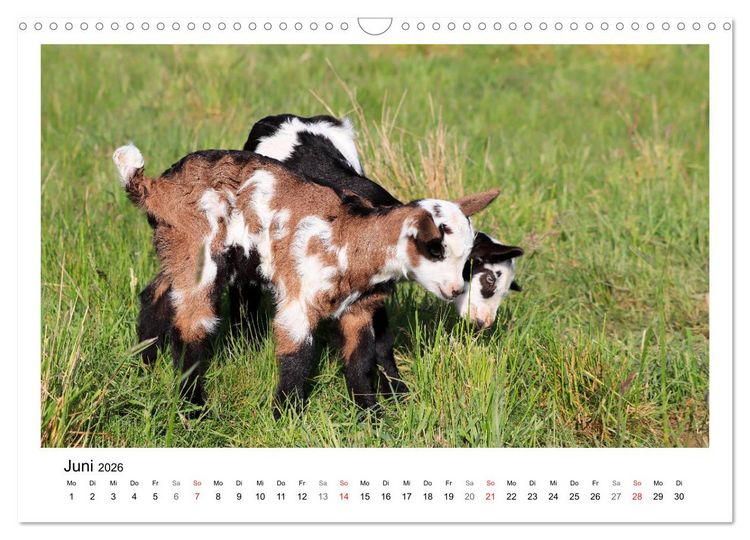 Produktbild: Wer zickt denn da? - Zicklein-Edition (Wandkalender 2026 DIN A3 quer), CALVENDO Monatskalender