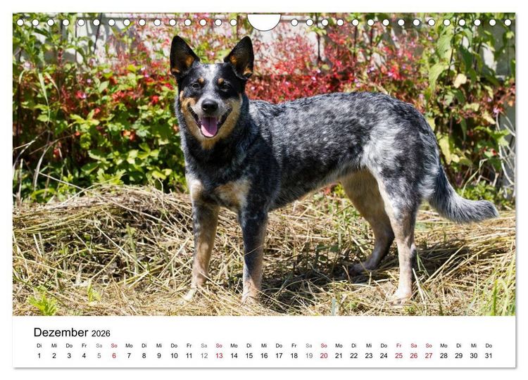 Produktbild: Faszinierende Australian Cattle Dogs (Wandkalender 2026 DIN A4 quer), CALVENDO Monatskalender