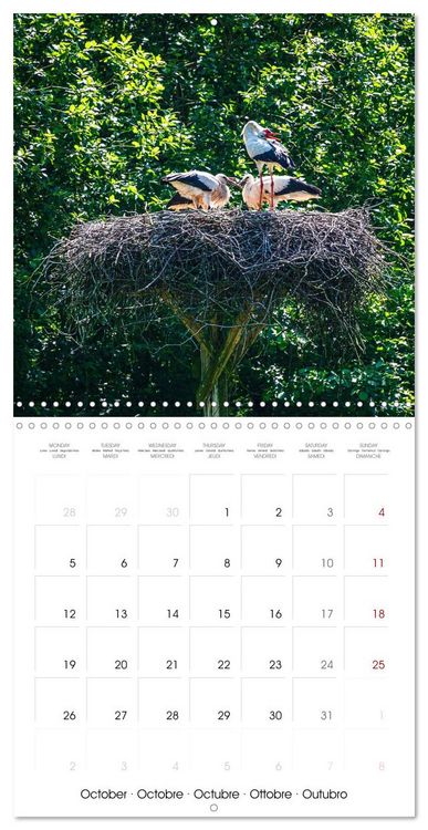Produktbild: Whispers of Wings (Wall Calendar 2026 12 &times; 12 Inch) CALVENDO 12 Month Wall Calendar