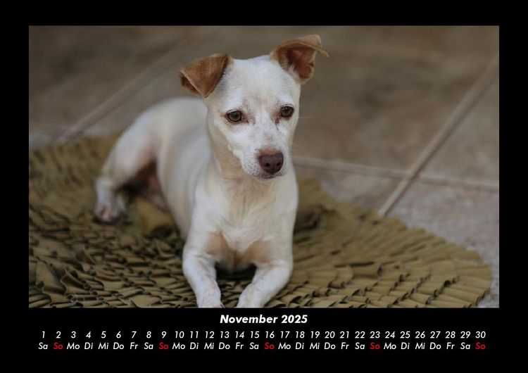 Produktbild: Hundezauber 2025 Fotokalender DIN A3
