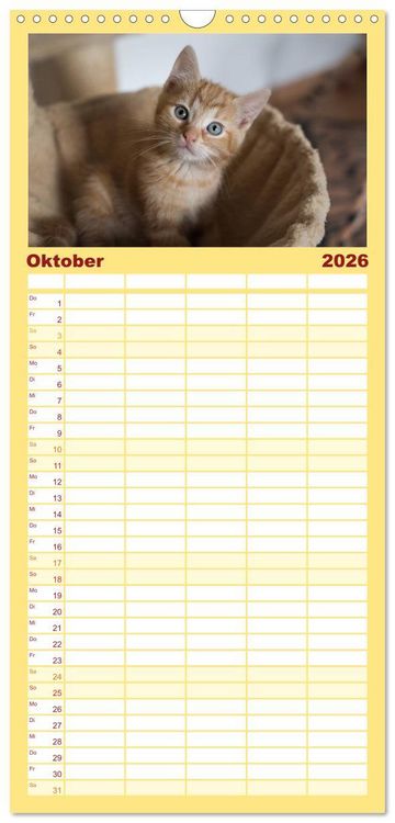 Produktbild: Familienplaner 2026 - Tierschutzkatzen vom TSV-Neuss - Gro&szlig;es Gl&uuml;ck auf sanften Pfoten mit 5 Spalten (Wandkalender, 21 x 45 cm) CALVENDO